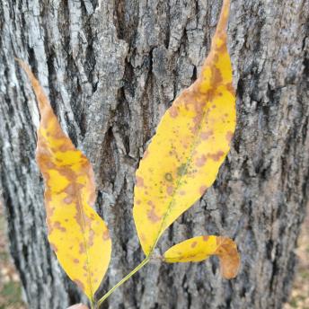 Fraxinus Americana leaf